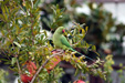 Rose-ringed Parakeet in the city of Athens